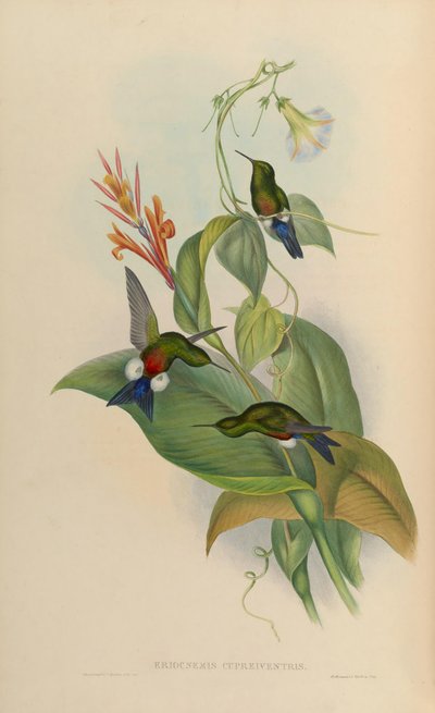 Eriocnemis cupreoventris by John Gould